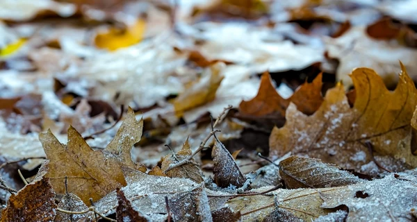В Киевской области выпал первый снег 