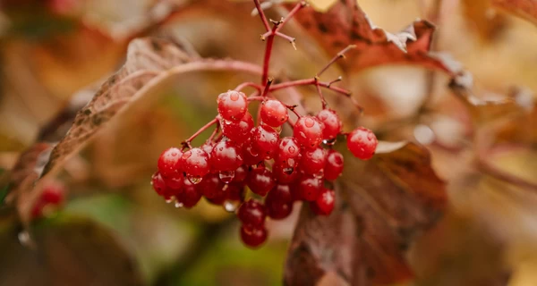 Калина: користь і шкода для здоров’я, застосування