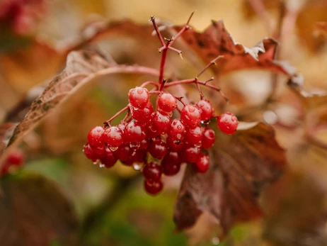 Калина: польза и вред для здоровья, применение