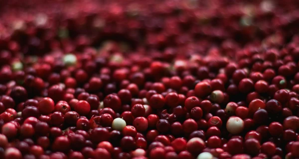 Журавлина: користь та властивості, як правильно зберігати ягоди  