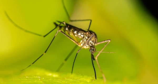 В Исландию впервые залетели комары – теперь в мире осталась одна зона, где их нет