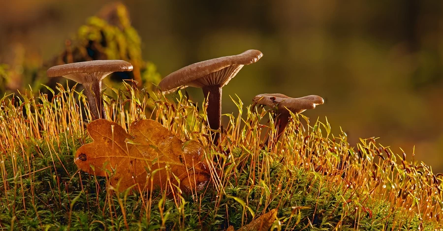 25 жовтня - яке сьогодні церковне свято, традиції та прикмети цього дня, що не можна робити