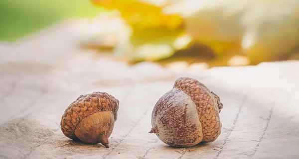 27 октября – День украинской письменности и языка, какой сегодня церковный праздник, приметы и традиции