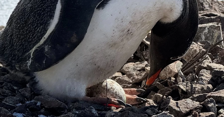 Украинские полярники нашли первое яйцо пингвинов в этом 