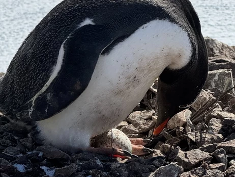 Украинские полярники нашли первое яйцо пингвинов в этом 