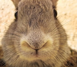 Расплодившиеся кролики закрыли музей на Роббен Айленде в ЮАР 