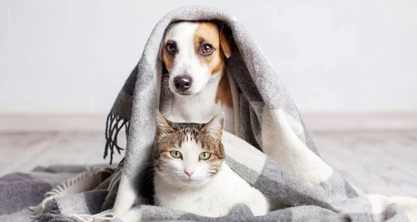 Як обігріти домашніх вихованців, коли у квартирі холодно: поради ветеринара