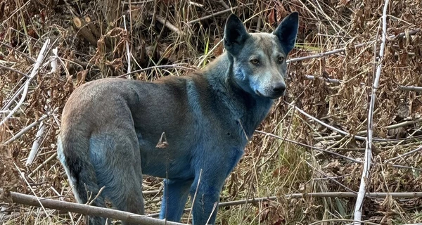 Волонтеры объяснили появление синих собак в Чернобыле веществом из туалета