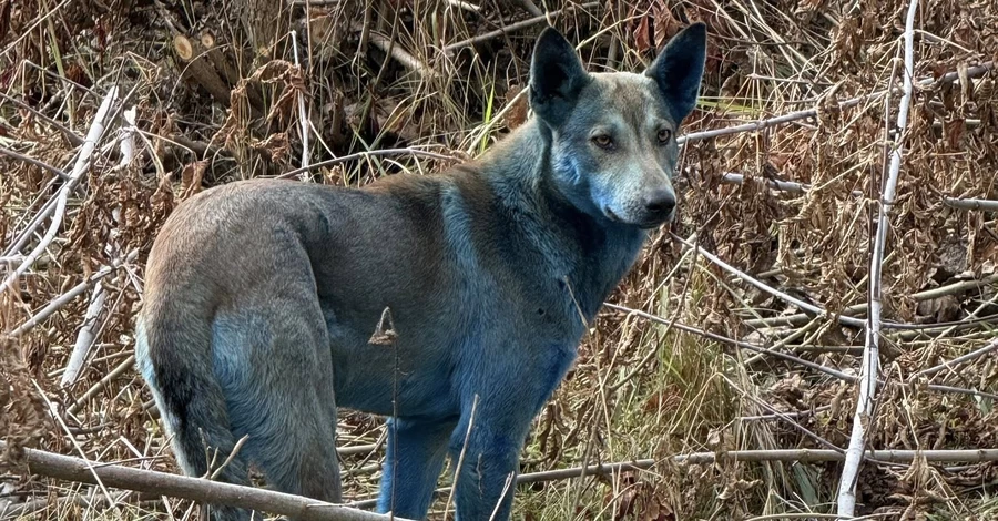 Волонтеры объяснили появление синих собак в Чернобыле веществом из туалета