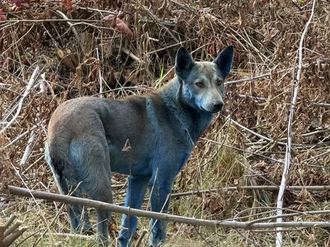Волонтеры объяснили появление синих собак в Чернобыле веществом из туалета