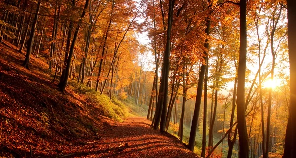 Погода в Украине 30 октября: на западе потеплеет до +18, но ночью возможны дожди