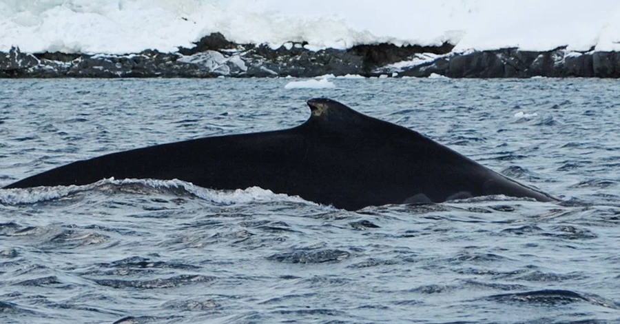 Полярники зафиксировали рекордно раннее возвращение китов возле 