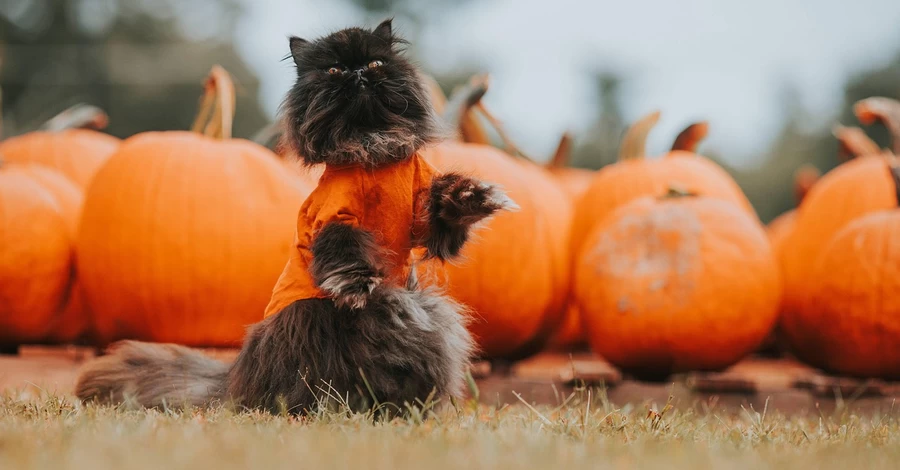31 октября - Хэллоуин, какой сегодня церковный праздник, традиции и приметы этого дня