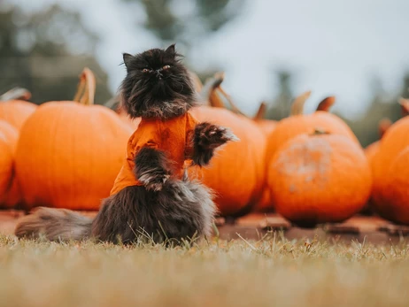 31 жовтня - Геловін, яке сьогодні церковне свято, традиції та прикмети цього дня