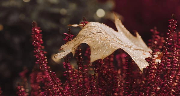 В Украине 3 ноября будет до +16, но в некоторых регионах ожидаются дожди