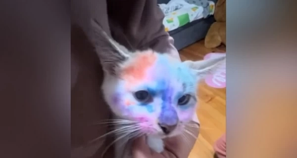 Во Львове дети врача разрисовали котенка фломастерами - в полиции начали проверку