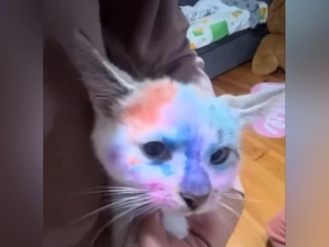 Во Львове дети врача разрисовали котенка фломастерами - в полиции начали проверку