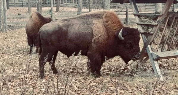 Корова помогла спасти двух зубров, которые подошли к домам на Житомирщине