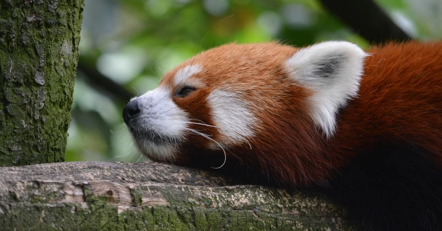 6 ноября – День освобождения Киева, какой сегодня церковный праздник, приметы и традиции этого дня