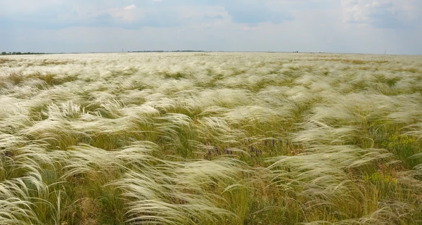 В ВСУ заявили, что россияне фактически уничтожили заповедник 