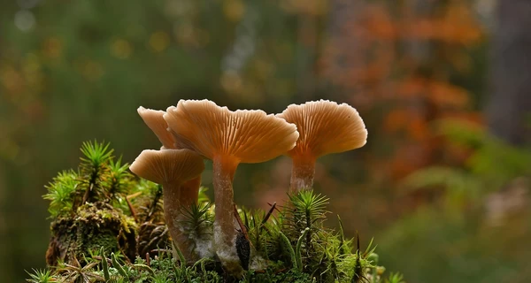 7 ноября – какой сегодня праздник, что нельзя делать, традиции и приметы этого дня