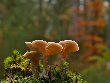 7 листопада - яке сьогодні свято, що не можна робити, традиції і прикмети цього дня