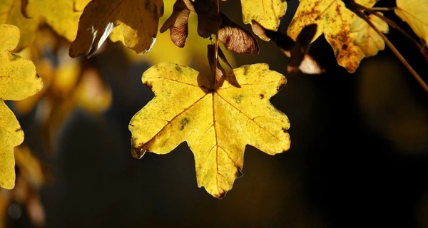 На Украину надвигается похолодание, 9 ноября ряд областей накроют дожди