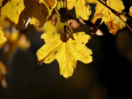 На Україну насувається похолодання, 9 листопада низку областей накриють дощі