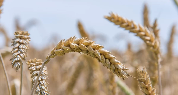 Москва – Житомир через Каліфорнію: як фігурант “списку Кремля” Данил Хачатуров заробляє на агробізнесі в Україні