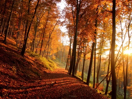 15 листопада - початок Різдвяного посту, що сьогодні не можна робити, традиції та прикмети цього дня