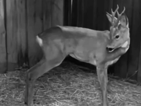 Во время ночных обстрелов Киевской области умерла косуля, которую спасли после ДТП