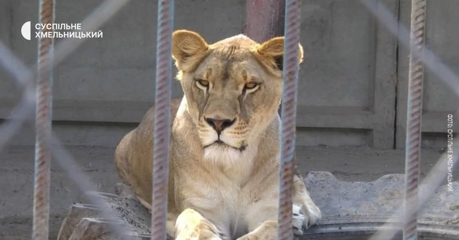 У Хмельницькому знайшли другу левицю, яка втекла з реабілітаційного центру 