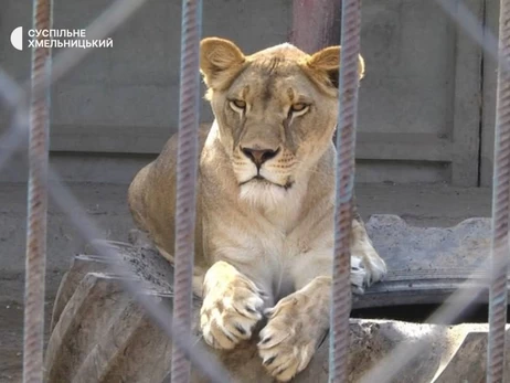В Хмельницком нашли вторую львицу, сбежавшую из реабилитационного центра 