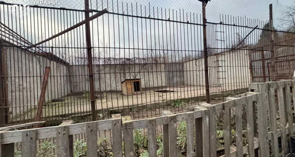 В Хмельницком два льва сбежали из реабилитационного центра- один еще бродит по городу