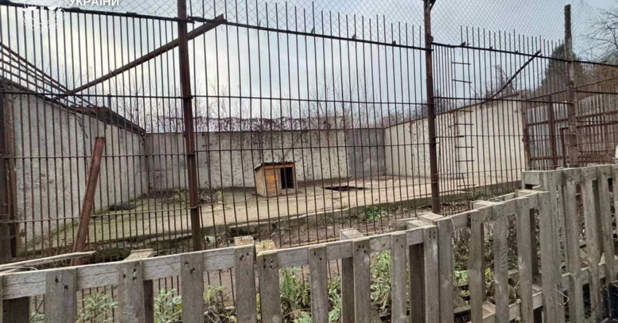 У Хмельницькому два леви втекли з реабілітаційного центру- один ще блукає містом