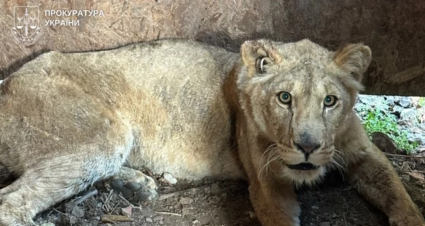 В Хмельницком из приюта сбежали львы - владельца отправили под домашний арест