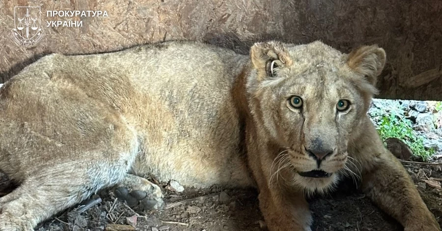 У Хмельницькому з притулку втекли леви - власника відправили під домашній арешт