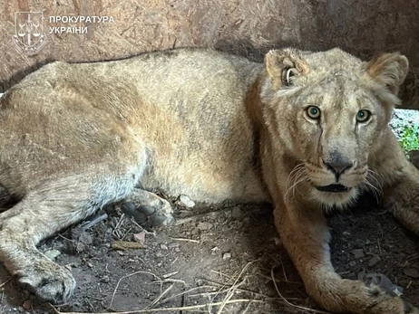 В Хмельницком из приюта сбежали львы - владельца отправили под домашний арест