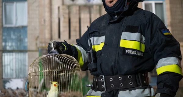 У Тернополі з-під руїн врятували папугу