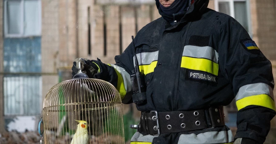 У Тернополі з-під руїн врятували папугу
