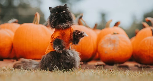 21 листопада - День гідності та свободи, Введення у храм Пресвятої Богородиці, традиції та прикмети, все про цей день