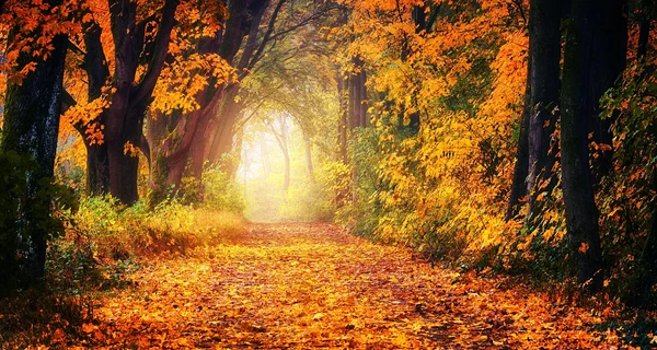 Погода 21 листопада - в Україну йде потепління до +14 градусів