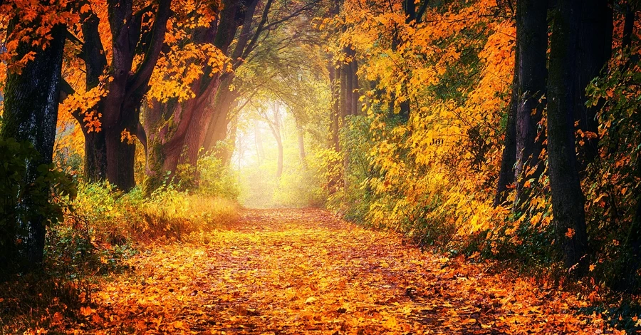 Погода 21 листопада - в Україну йде потепління до +14 градусів