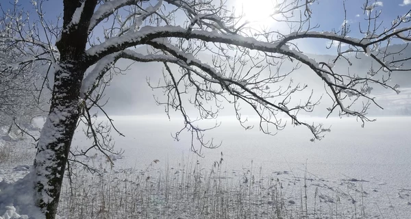 Погода в Україні 23 листопада: низку областей накриє мокрий сніг