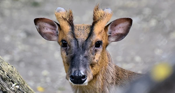 У Київському зоопарку прооперували мініатюрного оленя, який постраждав під час обстрілу
