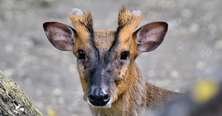 В Киевском зоопарке прооперировали миниатюрного оленя, который пострадал во время обстрела