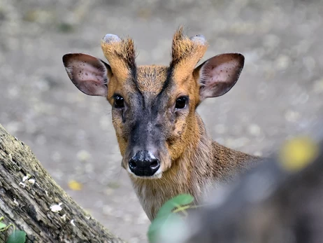 В Киевском зоопарке прооперировали миниатюрного оленя, который пострадал во время обстрела