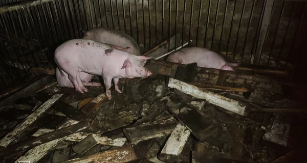 Россияне атаковали дронами агропредприятие в Харьковской области - погибли 60 свиней