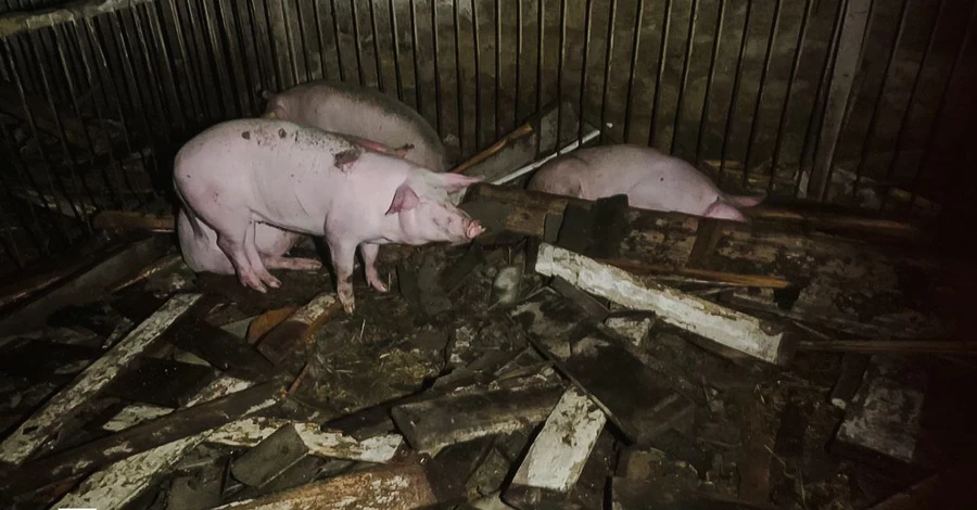 Росіяни атакували дронами агропідприємство на Харківщині - загинуло 60 свиней