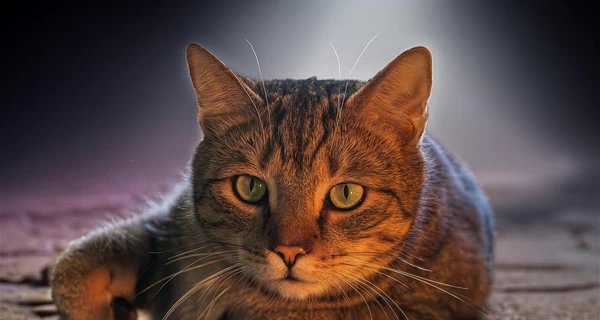 В Киеве 11-летний мальчик выбросил кота из окна многоэтажки – полиция проводит проверку